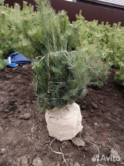 Сосна с комом земли