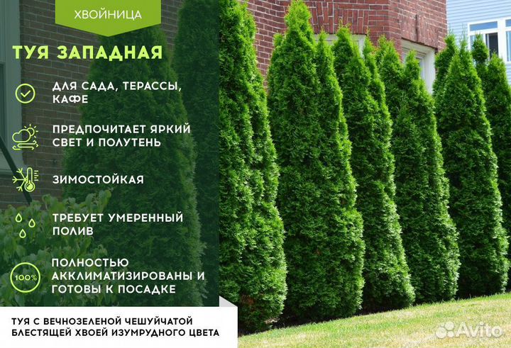 Туя Смарагд 1,8-2 м
