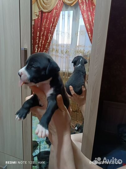 Щенки стаффорда