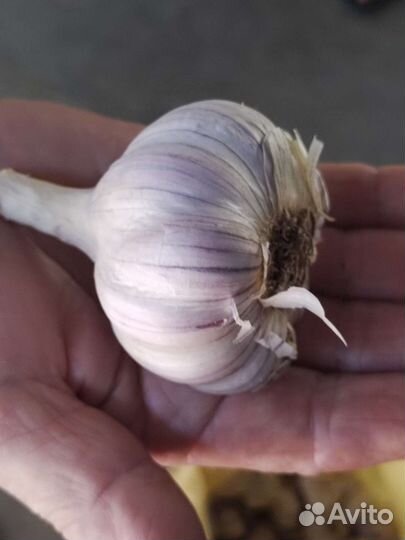 Чеснок