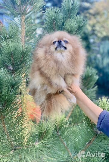 Девочка померанского шпица