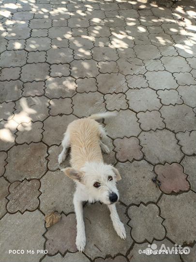 Девочка ищет дом