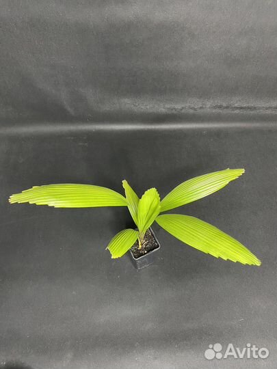 Пальма Ликуала Грандис «Licuala grandis »