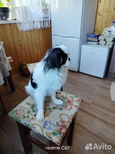 Продается щенок японского хина