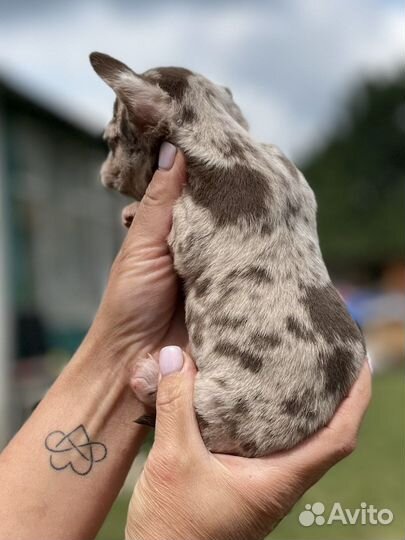 Эксклюзивная девочка чихуахуа