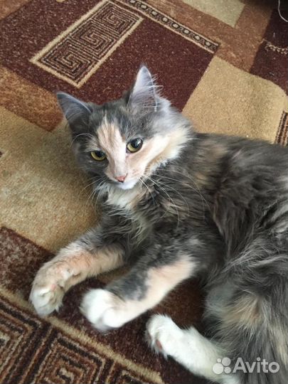 Кошка