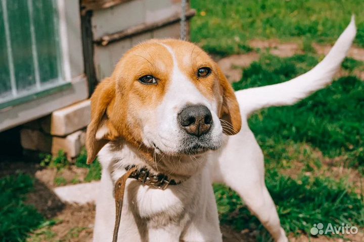 Собачка Найда