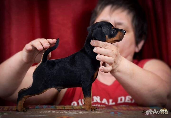Щенки цвергпинчера