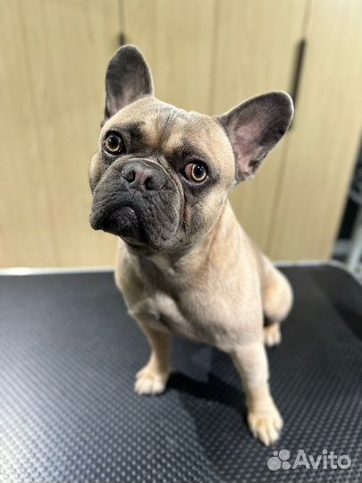 Вязка собак французский бульдог