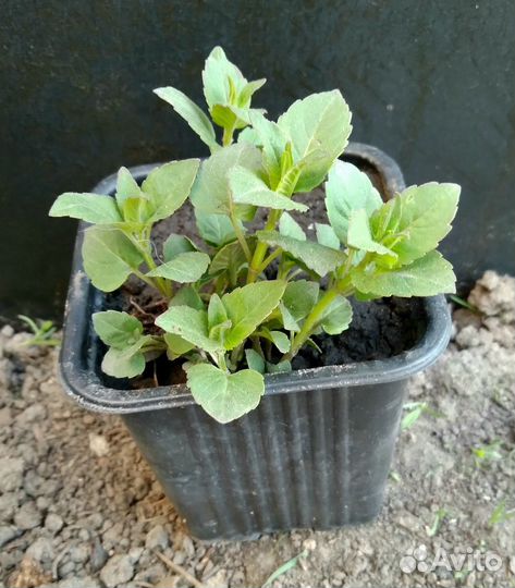 Любисток, мелисса, монарда, чабрец