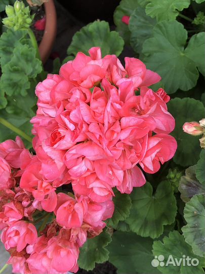 Пеларгония герань,срезы