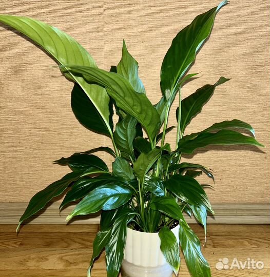 Спатифиллум