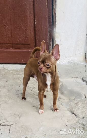 Жених Чих (мальчик красавчик)вязка