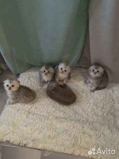 Шотландские котята