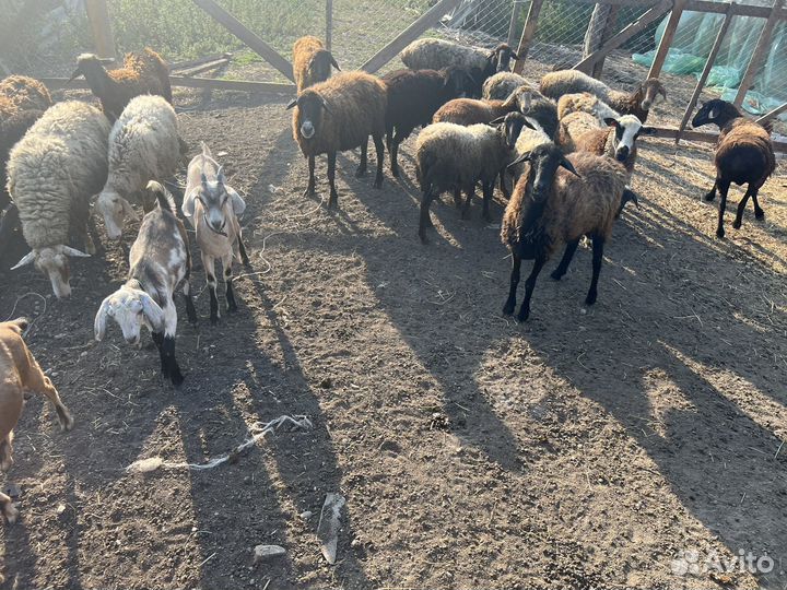 Бараны, бычек,свинья