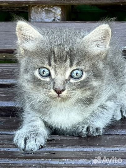 Котенок мальчик,1 мес