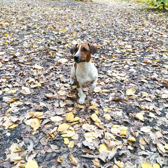 Собака для вязки