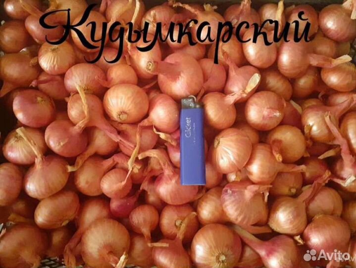 Лук шалот семейный
