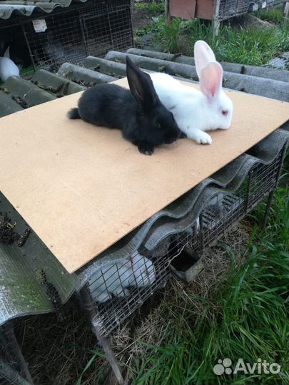 Кролики Фландр обмен на аккумуляторную ушм