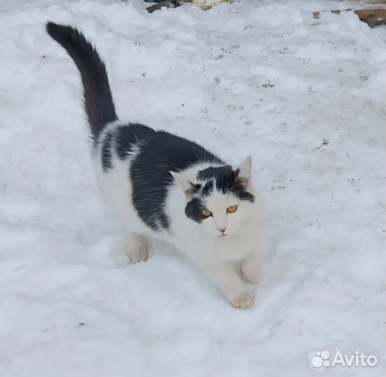 Кошки в добрые руки