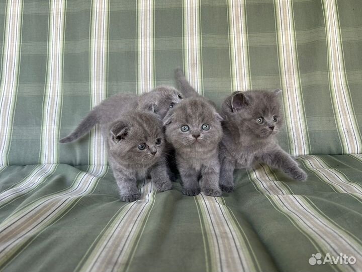 Британские котята