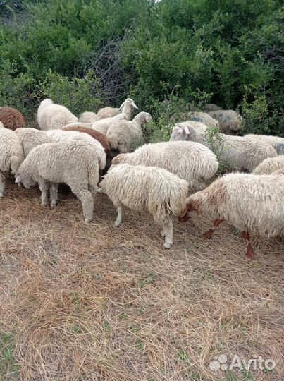 Овцы барашки ягнята