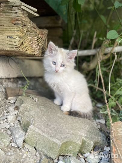 Котята метисы