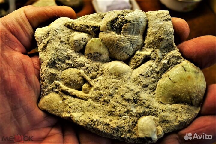 Фрагмент окаменелого юрского дна