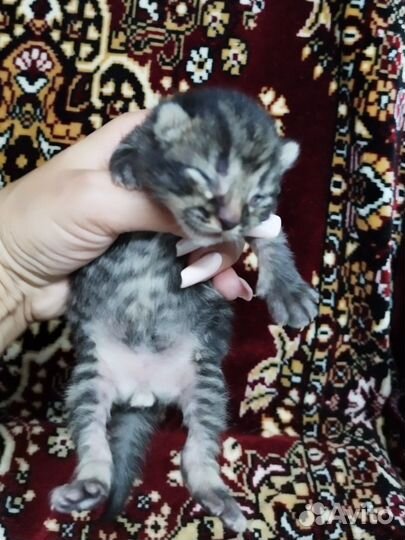 Британские котята