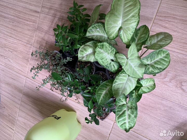 Часть 9.,Традесканция,Каллизия комнатные растения