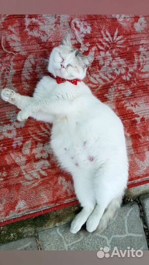 Кошка только в добрые руки