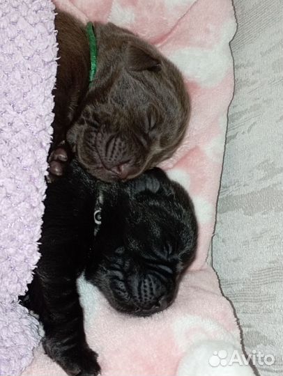 Щенки лабрадора