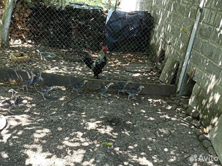 Индюшата месячные