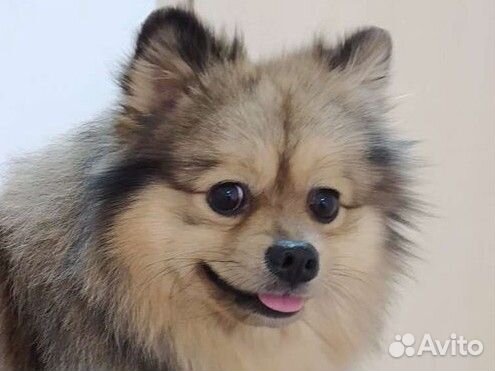 Грумер. Стрижка собак, экспресс линька, тримминг