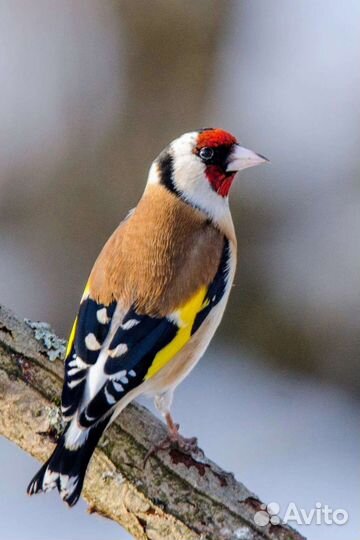 Лесные певчие птицы