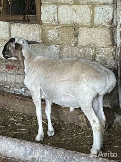 Бараны гиссарские