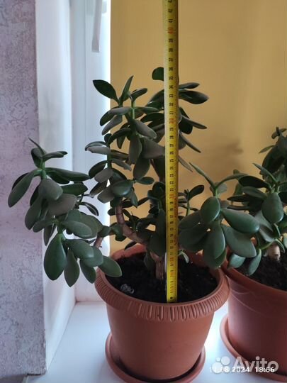 Толстянка (денежное дерево)