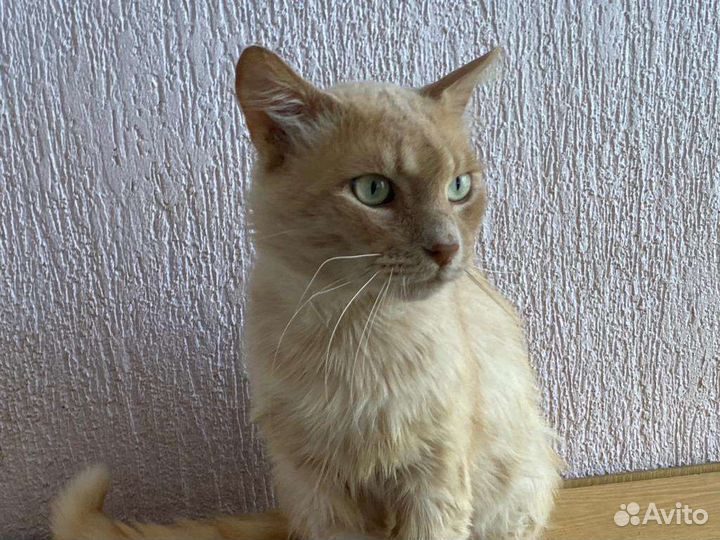 Котикбесплатно