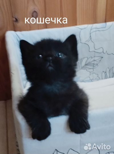 Котята в дар