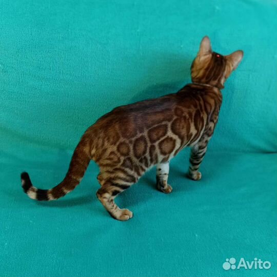 Бенгальский кот вязка