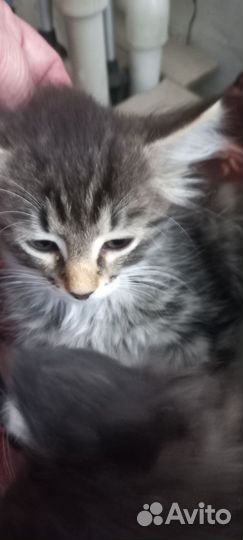 Кошечка в добрые заботливые руки бесплатно