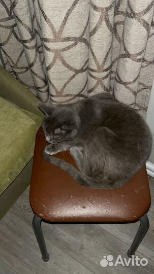 Русская голубая