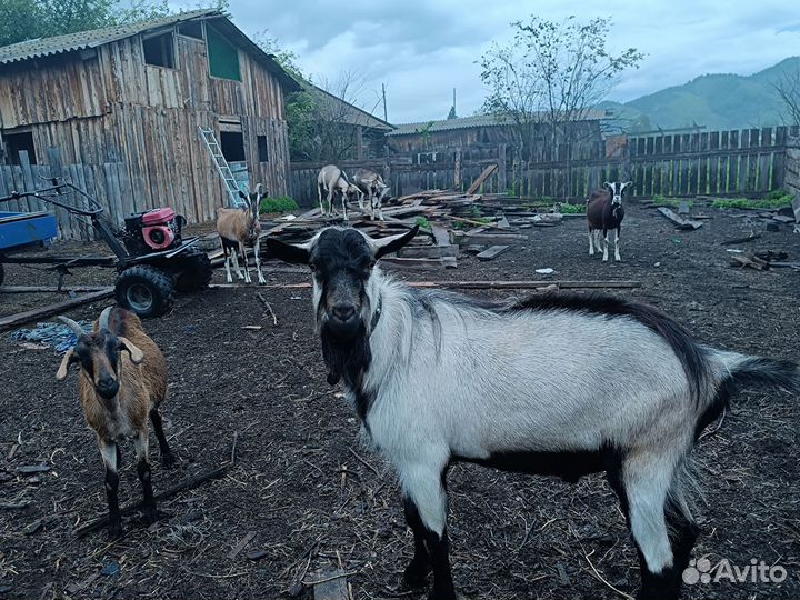 Англо нубийский козел