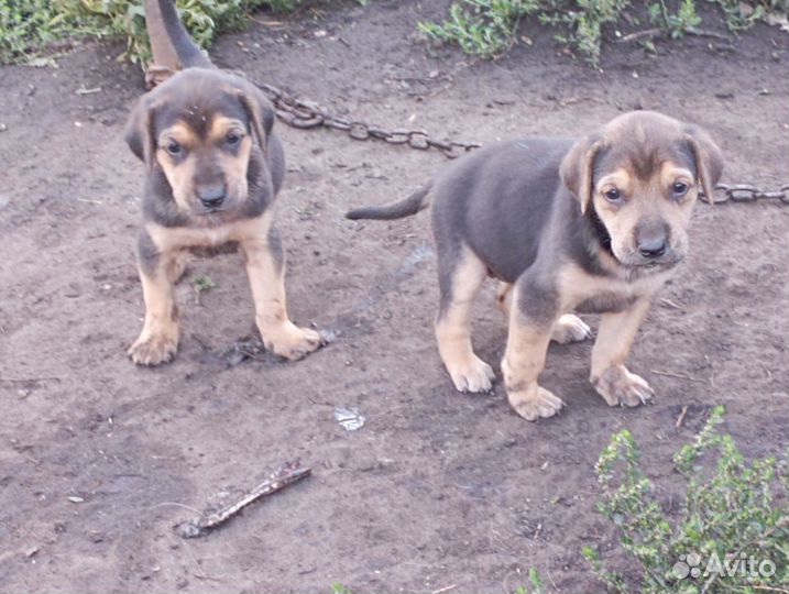 Собаки щенки бесплатно