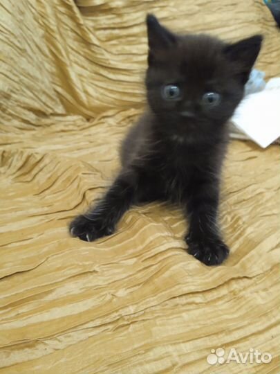 Котята отдам бесплатно