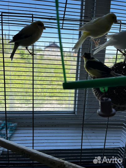 Кенара и канарейки