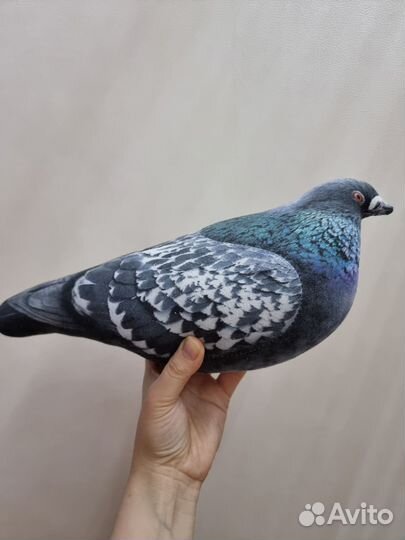 Продажа голубей