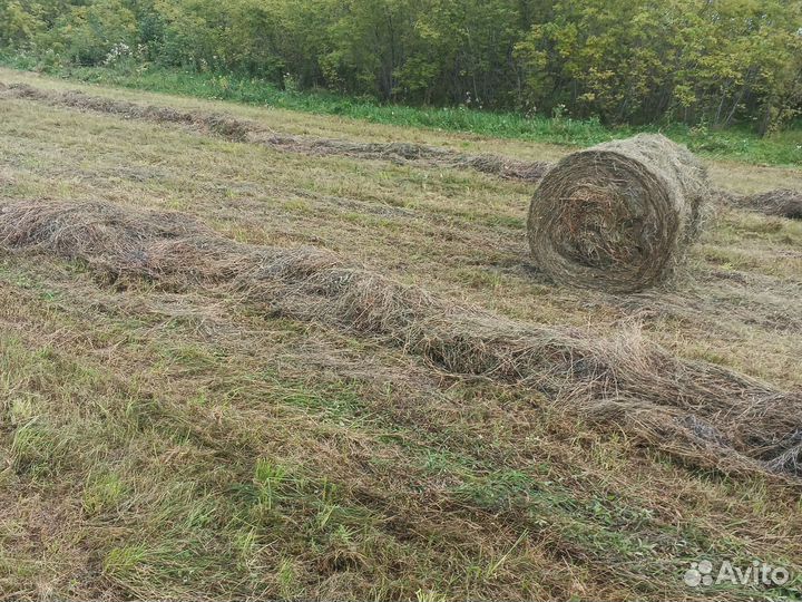 Сено в рулонах разнотравие