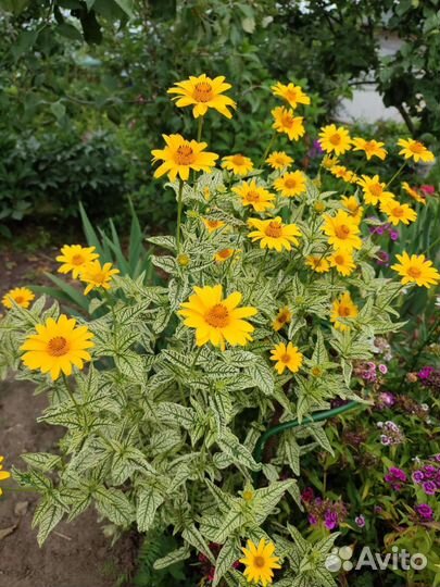 Гелиопсис подсолнечновидный