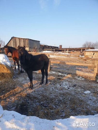 Лошадь,жеребец,жеребята